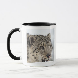 Caneca Leopardo de neve (uncia de Uncia) 2