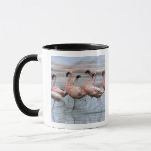 Caneca Lesser Flamingos em movimento, Phoenicopterus