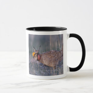 Caneca Lesser Prairie-Chicken, Tympanuchus