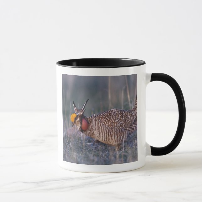 Caneca Lesser Prairie-Chicken, Tympanuchus (Direita)