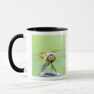 Caneca Libélula (infuscatum de Sympetrum)