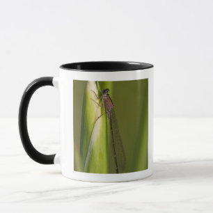 Caneca Libélula na íris brotada
