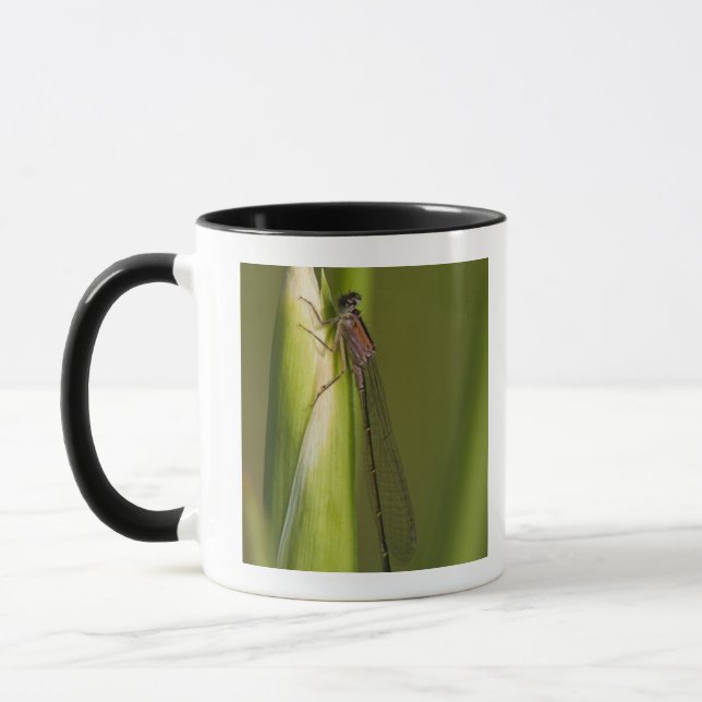 Caneca Libélula na íris brotada (Esquerda)