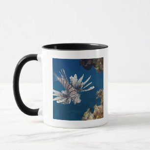 Caneca Lionfish (volitans do Pterois) que nada sobre