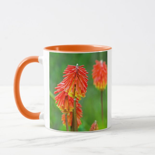 Caneca Lírio Tocha (Kniphofia Uvaria), Cabo Ocidental (Esquerda)