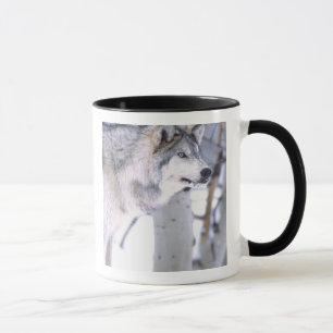 Caneca Lobo Cinzento, Canis lupus, Animal de Filme (Utah)