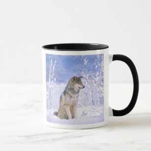 Caneca Lobo Cinzento sentado na Neve, Canis lupus,