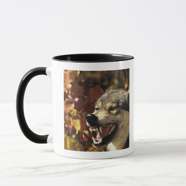 Caneca Lobo (lúpus de Canis) que snarling, headshot, com (Esquerda)