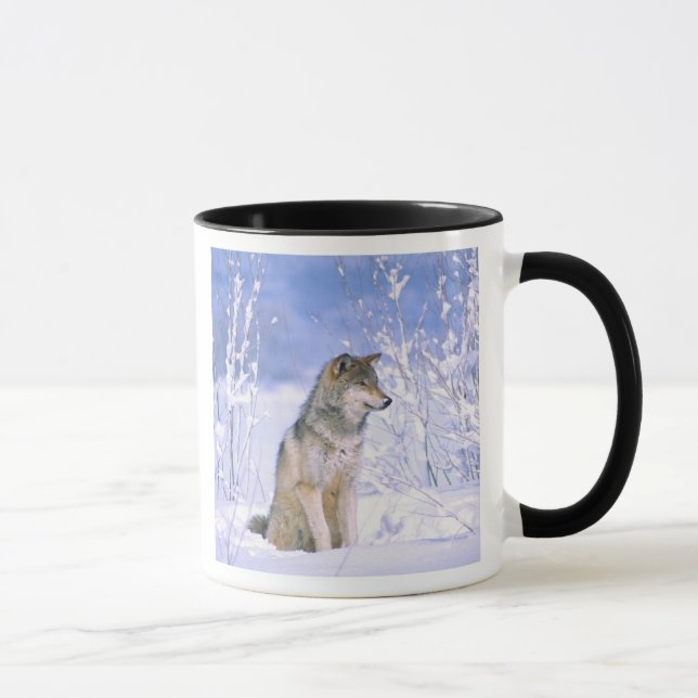 Caneca Lobo-Madeira sentado na neve, Canis lupus, (Direita)