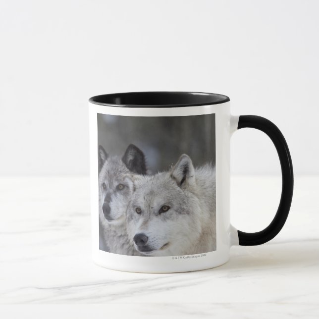 Caneca Lobos (lúpus de Canus) | Yellowstone ocidental (Direita)