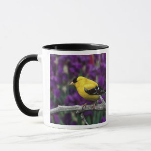 Caneca Macho, pintassilgo americano em plumagem de verão,