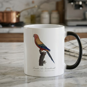 Caneca Mágica Aratinga-sol, Aratinga solstitialis