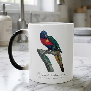 Caneca Mágica Loriqueet Arco-íris Macho, Trichoglossus Moluccanu
