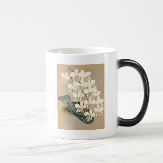 Caneca Mágica Orquídeas (Direita)