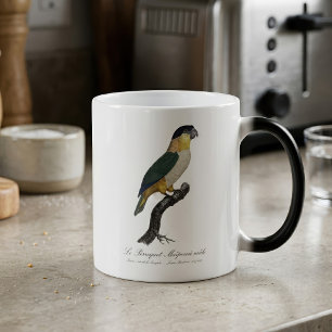 Caneca Mágica Papagaio de Cabeça Preta Macho, Pionites Melanocep