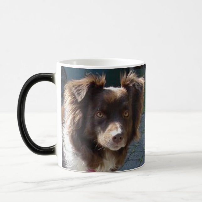 Caneca Mágica pastor americano miniatura vermelho tri (Esquerda)