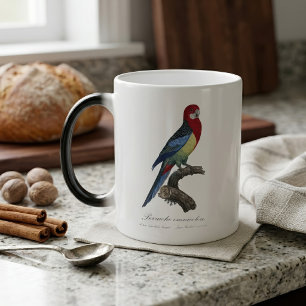 Caneca Mágica Rosela-oriental ou periquito Platycercus eximius