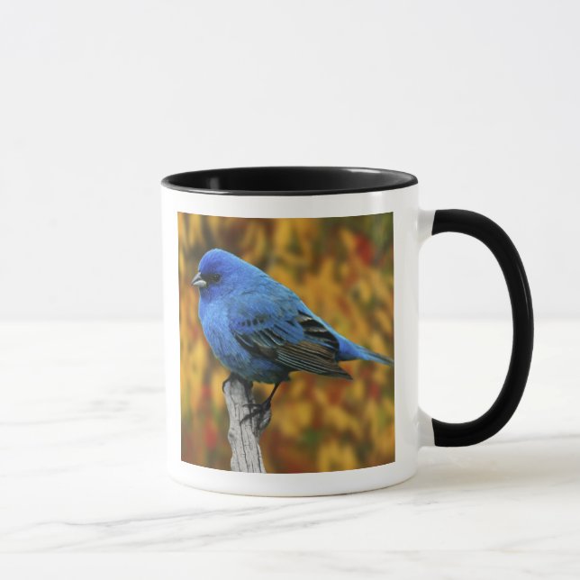 Caneca Male Indigo Bunting, Passerina cyanea (Direita)