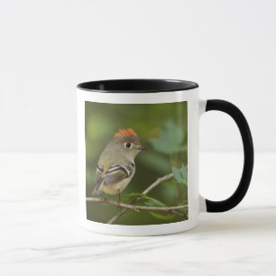 Caneca Male Ruby-coroado Kinglet, Regulus Calendula