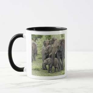 Caneca manada de elefantes africanos, Loxodonta africana,
