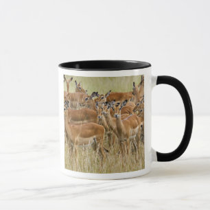 Caneca Manada de impalas fêmeas, Masai Mara, Quênia.