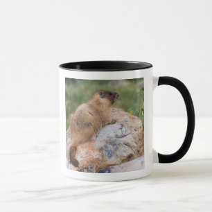 Caneca Marmota-de-ventre-amarelo, Marmota flaviventris,