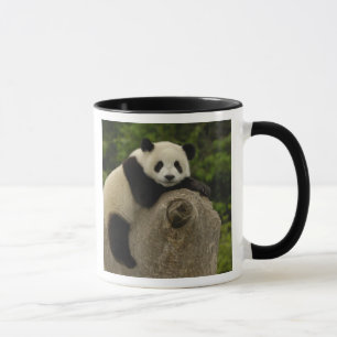 Caneca Melanoleuca) do Ailuropoda do bebê da panda