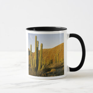 Caneca México, Baja, Ilha de Santa Catalina, Mar de