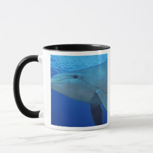 Caneca México, Cozumel. Golfinho Nariz-de-Garrafa, Tursio