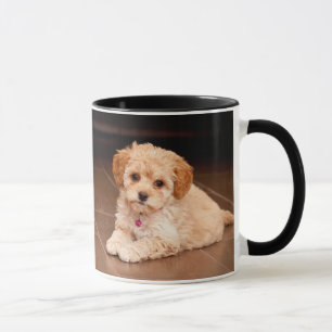Caneca Mistura da caniche do bebê ou cão de filhote de