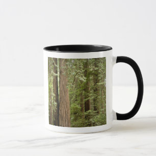 Caneca Monumento Nacional de Muir Woods, Norte