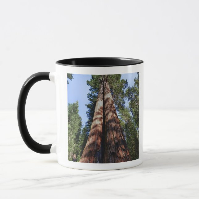 Caneca Mulher filmando na base de uma Sequóia gigante (Esquerda)