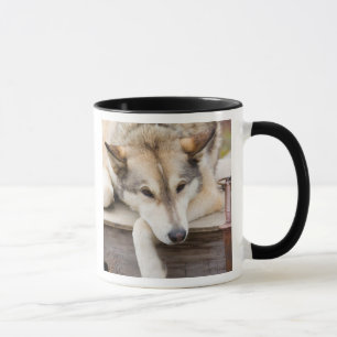 Caneca N.A., EUA, Alasca. Cães de trenó Husky