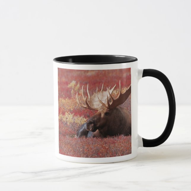 Caneca N.A., EUA, Alasca, Parque Nacional Denali, Touro (Direita)