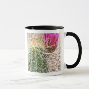 Caneca N.A., EUA, AZ, Phoenix, Jardim Botânico do Deserto