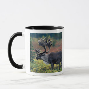 Caneca NA, EUA, Alasca, Parque Nacional Denali, Rena boi