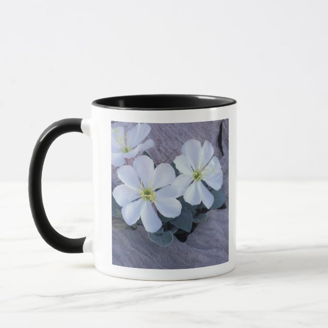 Caneca NA, EUA, Utah, Arches NP, Evening primrose (Esquerda)