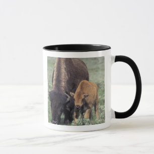 Caneca NA, EUA, Wyoming, Parque Nacional de Yellowstone.