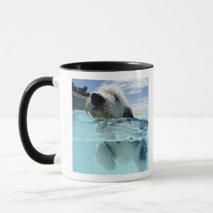 Caneca Natação do cão em uma piscina