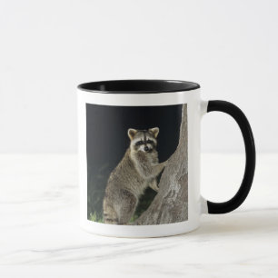 Caneca Norte Raccoon, Perfurador de Procyon, adulto na ár