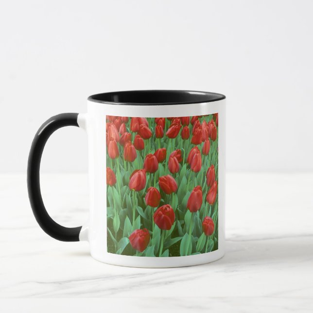 Caneca O campo das tulipas floresce na primavera. (Esquerda)
