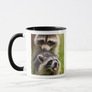Caneca O guaxinim, Procyon lotor, é um mamífero amplament