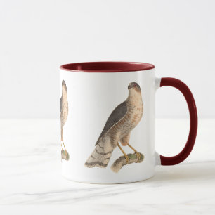 Caneca O Hawk de cor ardósia (Astur fuscus)