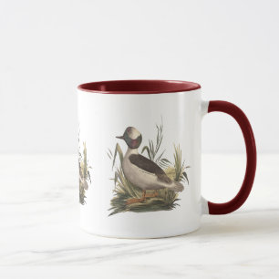 Caneca O pato Buffle-dirigido (albeola de Fuligula)