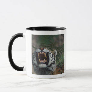 Caneca O tigre Siberian (Panthera Tigris) descobre presas