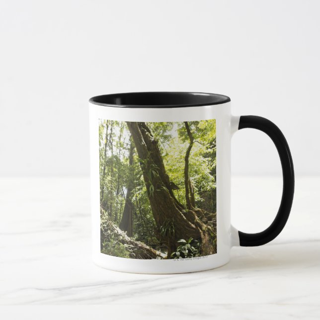 Caneca opinião da floresta húmida, Dominica (Direita)
