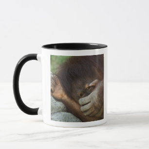 Caneca Orangotango de Sumatra, Pongo pygmaeus
