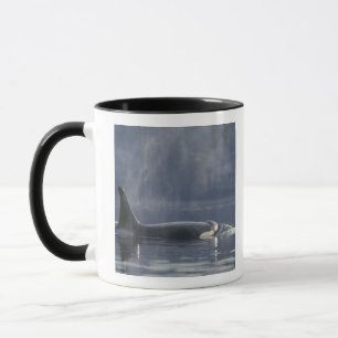 Caneca Orca fêmea adulta (Orcinus Orca), Puget