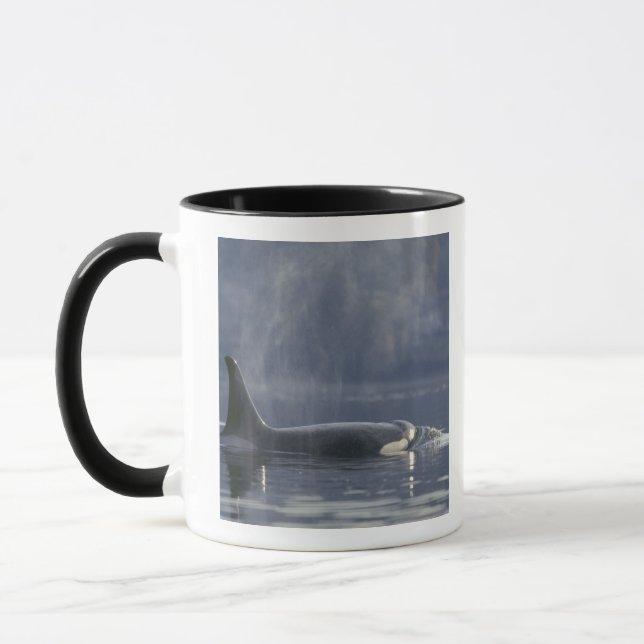 Caneca Orca fêmea adulta (Orcinus Orca), Puget (Esquerda)