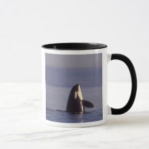 Caneca Orca (Orca orcinus) espiando perto